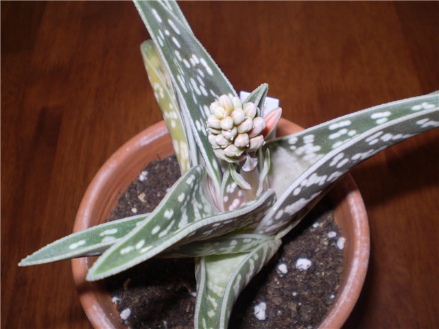 aloica